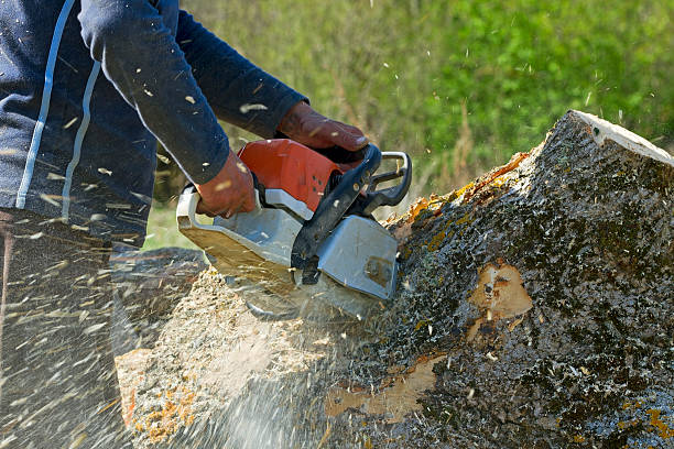 Reliable Pigeon Forge, TN Tree Services Solutions